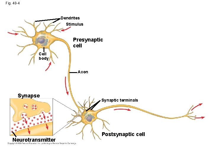 Fig. 48 -4 Dendrites Stimulus Presynaptic cell Cell body Axon Synapse Neurotransmitter Synaptic terminals