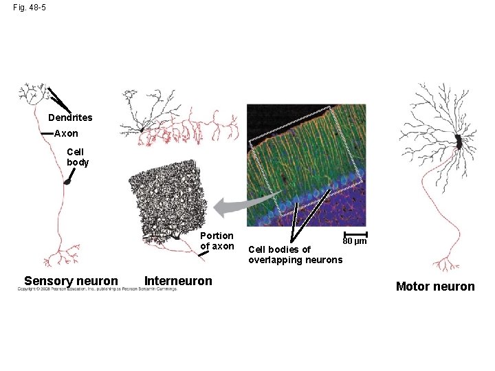 Fig. 48 -5 Dendrites Axon Cell body Portion of axon Sensory neuron Interneuron Cell