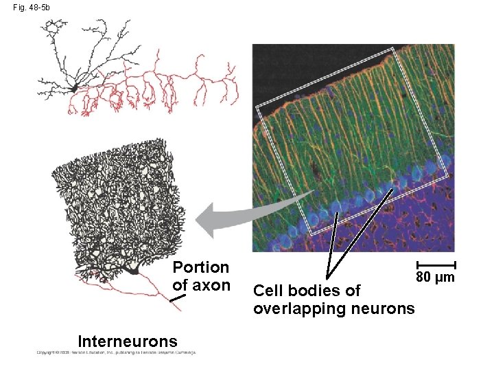 Fig. 48 -5 b Portion of axon Interneurons Cell bodies of overlapping neurons 80