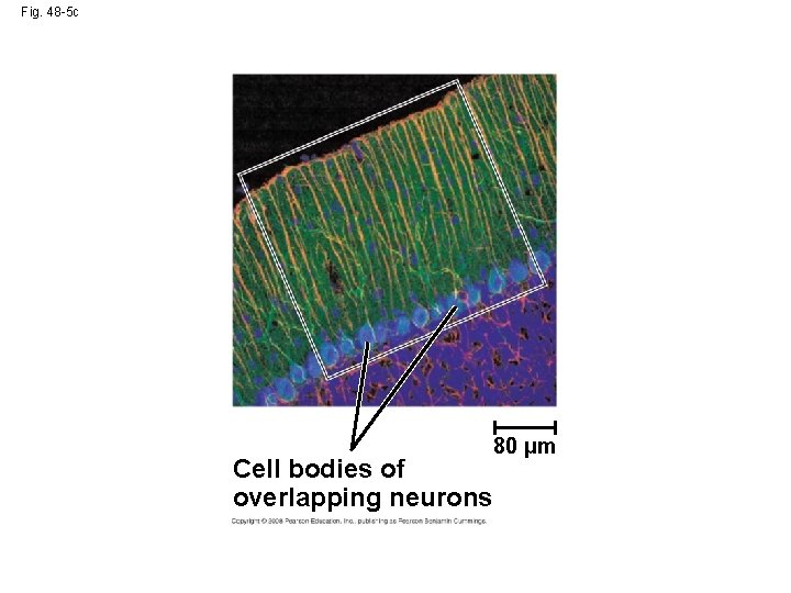 Fig. 48 -5 c Cell bodies of overlapping neurons 80 µm 