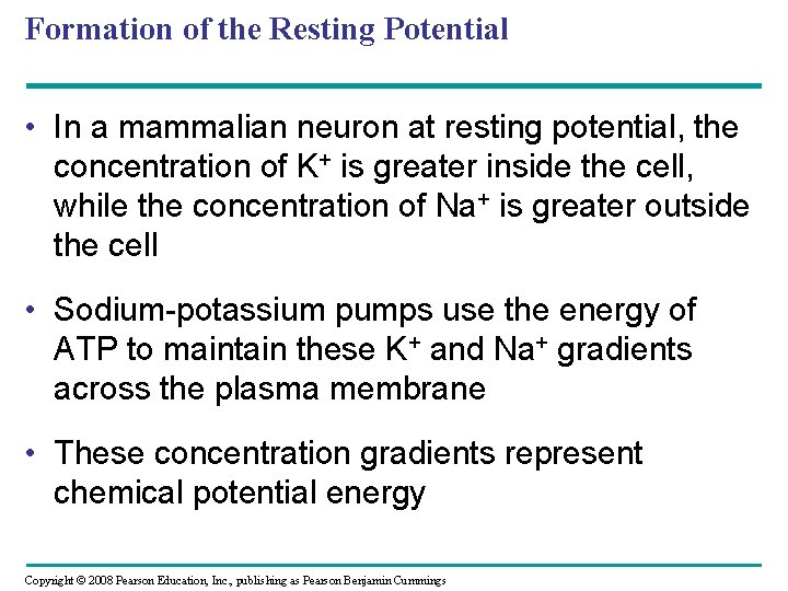 Formation of the Resting Potential • In a mammalian neuron at resting potential, the