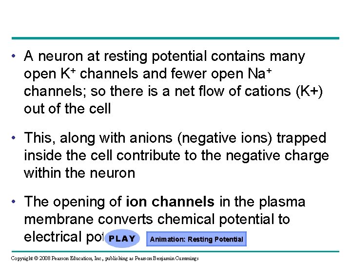  • A neuron at resting potential contains many open K+ channels and fewer