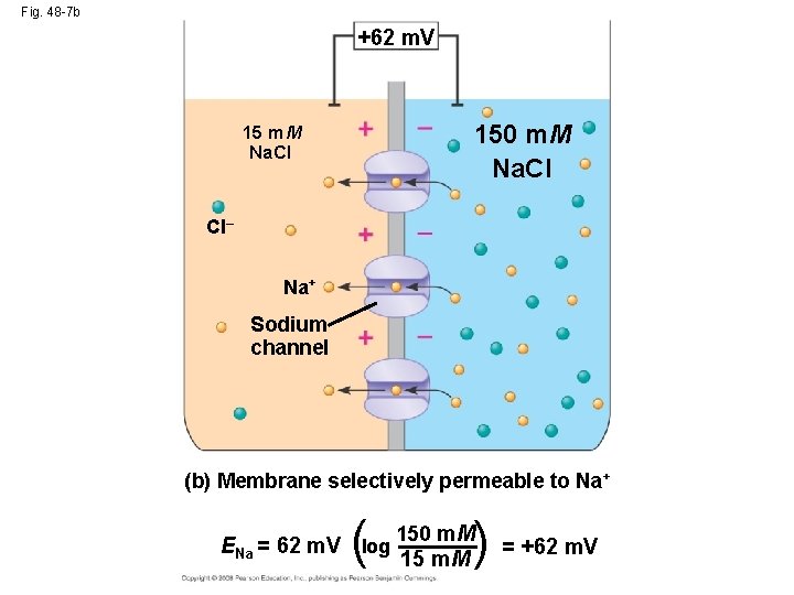 Fig. 48 -7 b +62 m. V 150 m. M Na. CI 15 m.