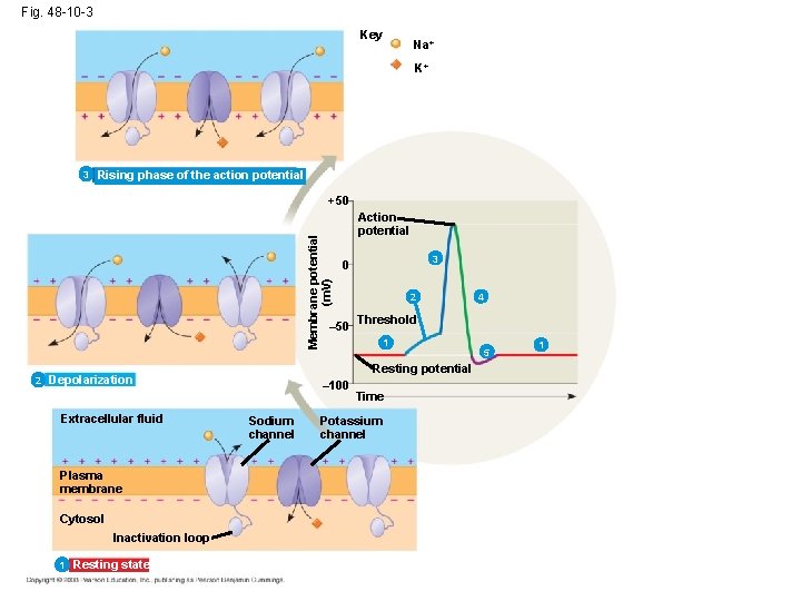 Fig. 48 -10 -3 Key Na+ K+ 3 Rising phase of the action potential