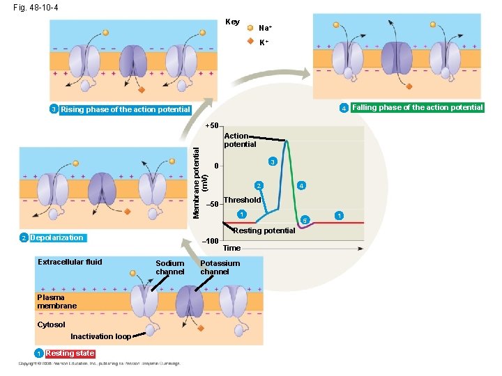 Fig. 48 -10 -4 Key Na+ K+ 3 4 Rising phase of the action