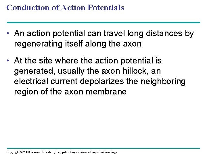 Conduction of Action Potentials • An action potential can travel long distances by regenerating