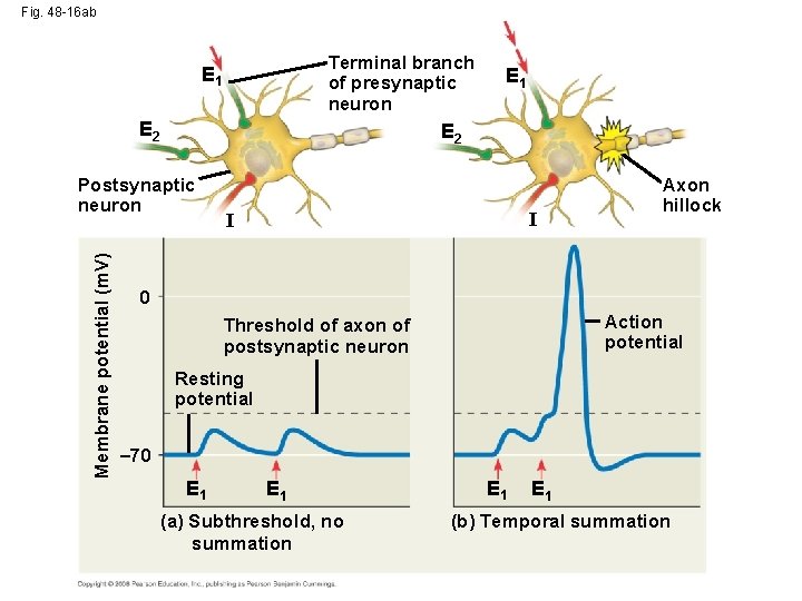 Fig. 48 -16 ab Terminal branch of presynaptic neuron E 1 E 2 Postsynaptic
