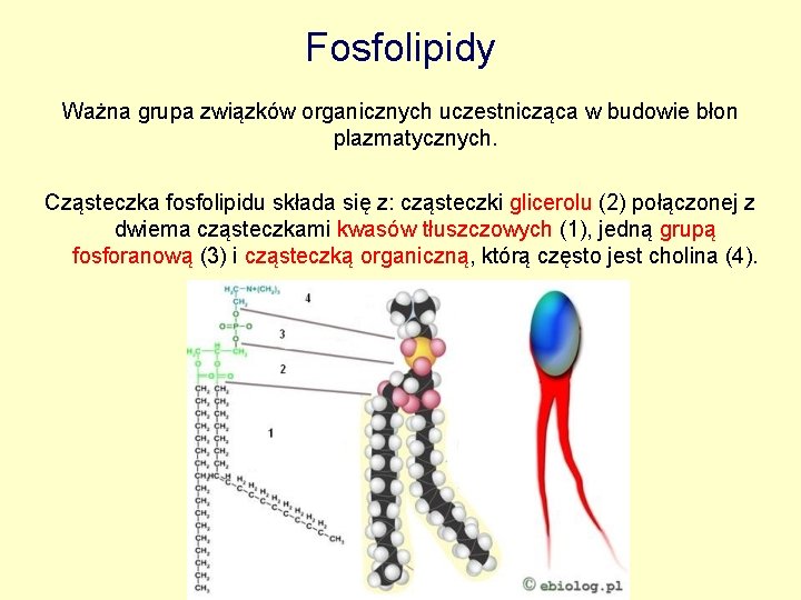 Fosfolipidy Ważna grupa związków organicznych uczestnicząca w budowie błon plazmatycznych. Cząsteczka fosfolipidu składa się