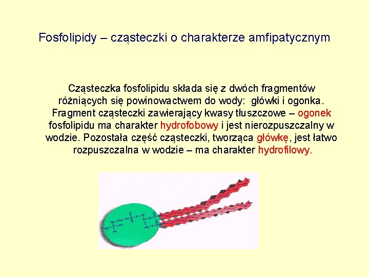 Fosfolipidy – cząsteczki o charakterze amfipatycznym Cząsteczka fosfolipidu składa się z dwóch fragmentów różniących