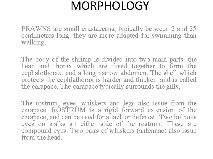 MORPHOLOGY PRAWNS are small crustaceans, typically between 2 and 25 centimetres long. they are
