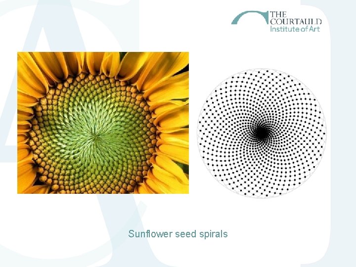 Sunflower seed spirals Sunflower seed spirals