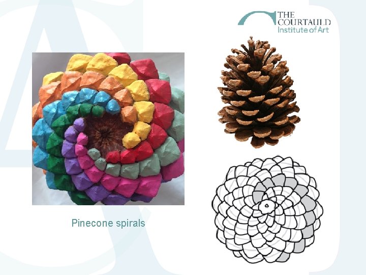 Pinecone spirals Pinecone spirals