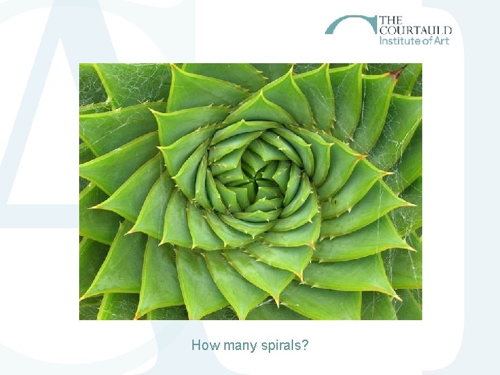 How many spirals? How many spirals?