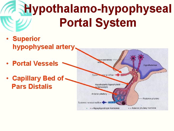 Hypothalamo-hypophyseal Portal System • Superior hypophyseal artery • Portal Vessels • Capillary Bed of