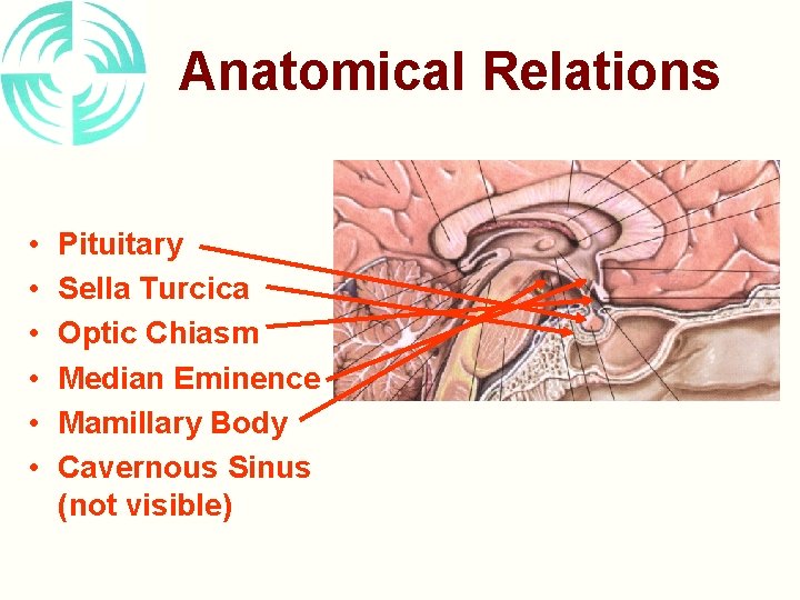 Anatomical Relations • • • Pituitary Sella Turcica Optic Chiasm Median Eminence Mamillary Body