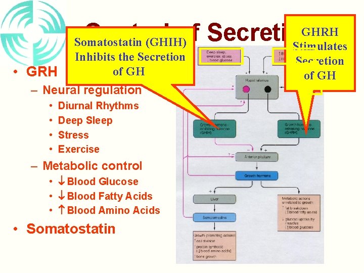 GHRH Control of Secretion: Somatostatin (GHIH) Stimulates • GRH Inhibits the Secretion of GH