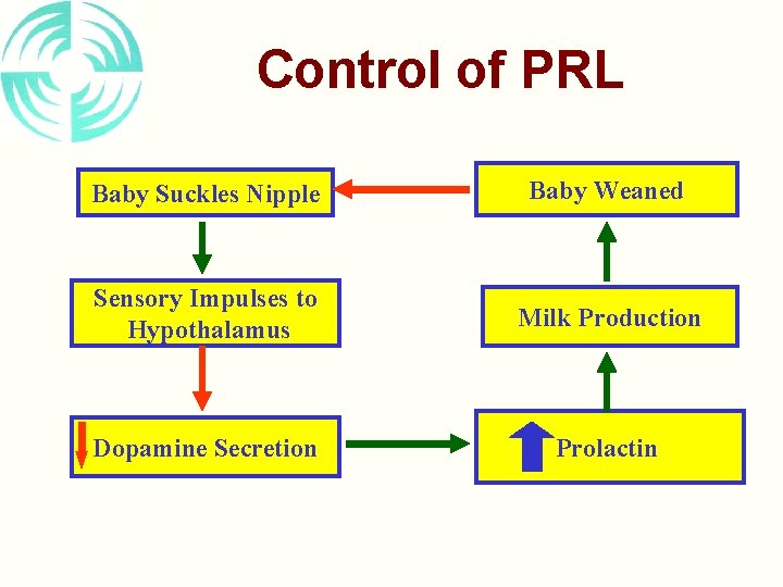 Control of PRL Baby Suckles Nipple Baby Weaned Sensory Impulses to Hypothalamus Milk Production