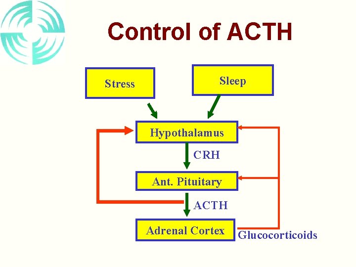 Control of ACTH Stress Sleep Hypothalamus CRH Ant. Pituitary ACTH Adrenal Cortex Glucocorticoids 