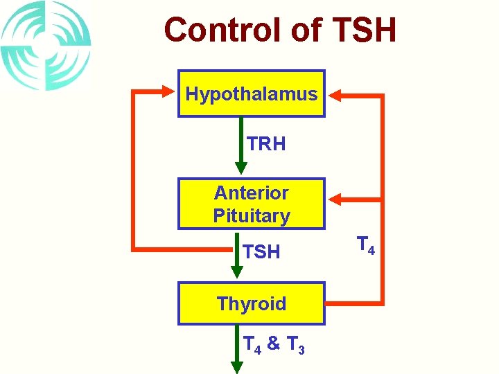 Control of TSH Hypothalamus TRH Anterior Pituitary TSH Thyroid T 4 & T 3