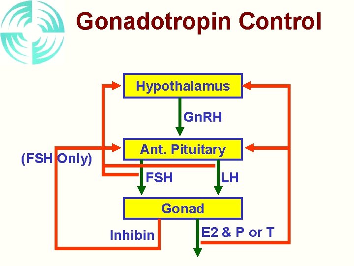 Gonadotropin Control Hypothalamus Gn. RH (FSH Only) Ant. Pituitary FSH LH Gonad Inhibin E