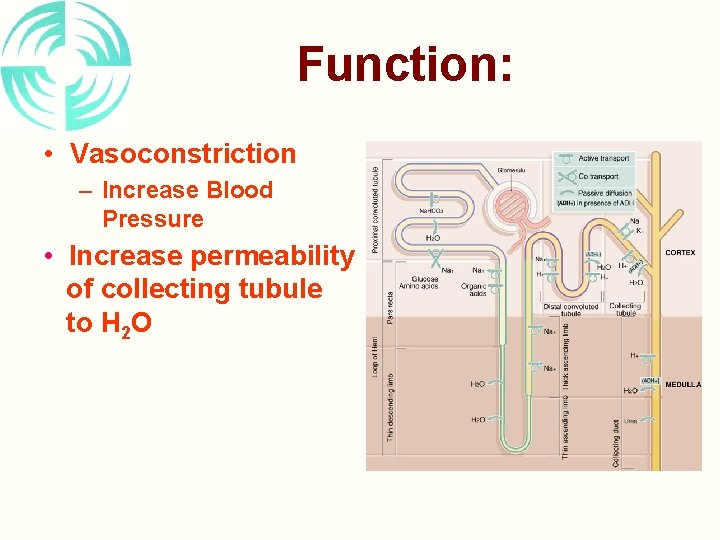 Function: • Vasoconstriction – Increase Blood Pressure • Increase permeability of collecting tubule to