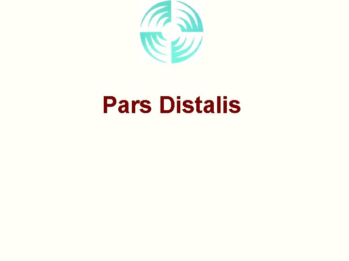 Pars Distalis 