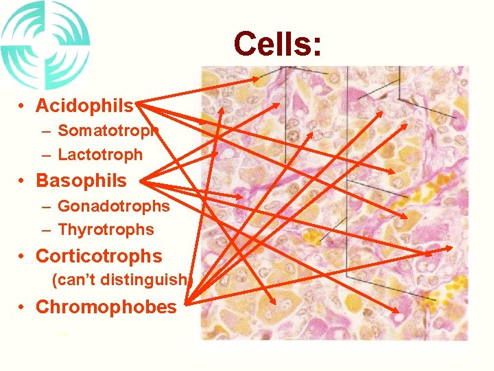 Cells: • Acidophils – Somatotroph – Lactotroph • Basophils – Gonadotrophs – Thyrotrophs •