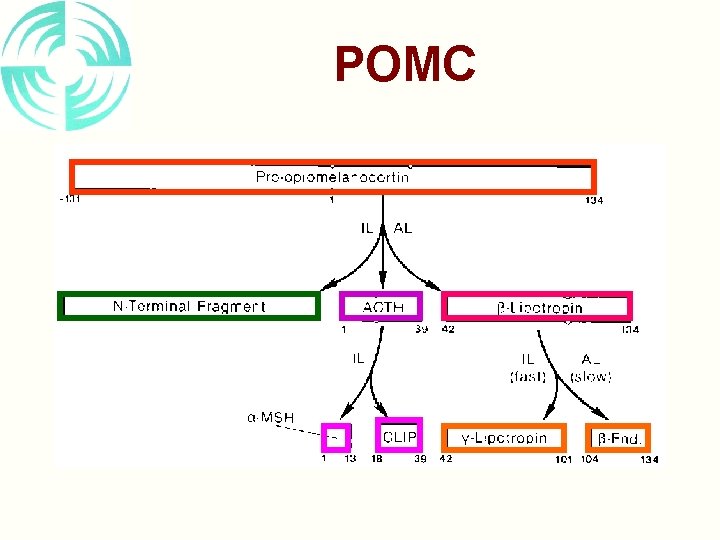 POMC 