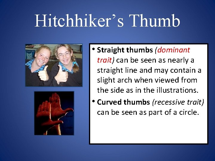 Hitchhiker’s Thumb • Straight thumbs (dominant trait) can be seen as nearly a straight