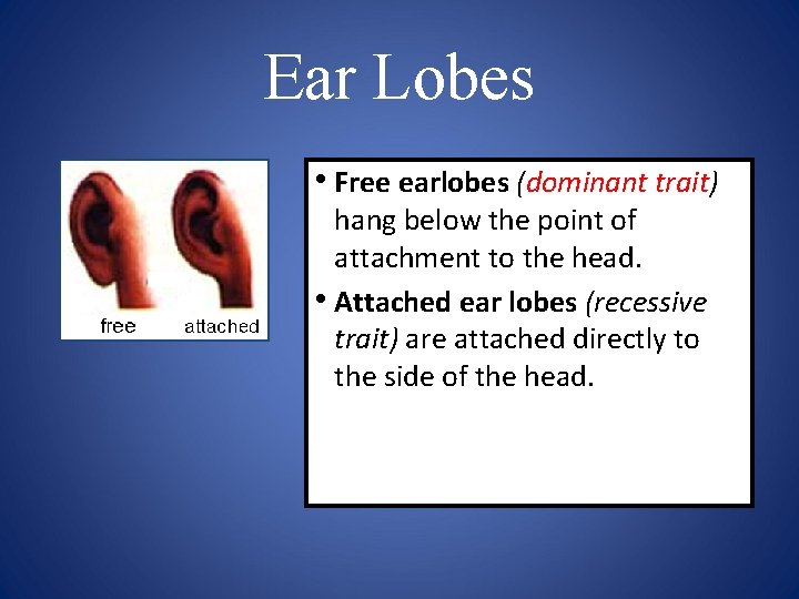 Ear Lobes • Free earlobes (dominant trait) hang below the point of attachment to