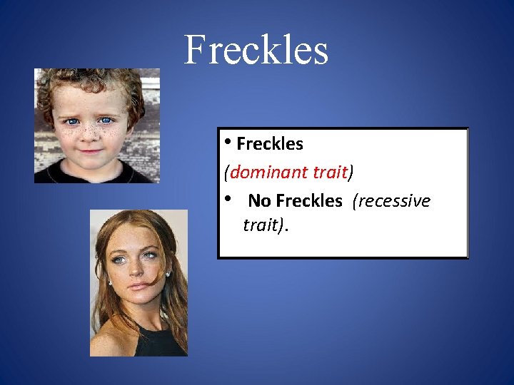 Freckles • Freckles (dominant trait) • No Freckles (recessive trait). 