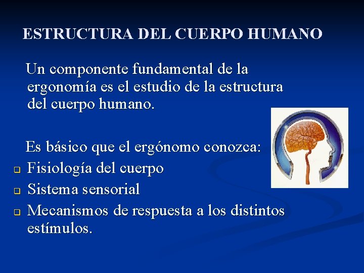 ESTRUCTURA DEL CUERPO HUMANO Un componente fundamental de la ergonomía es el estudio de