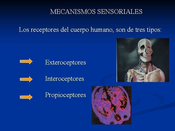 MECANISMOS SENSORIALES Los receptores del cuerpo humano, son de tres tipos: Exteroceptores Interoceptores Propioceptores