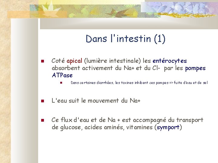 Dans l'intestin (1) Coté apical (lumière intestinale) les entérocytes absorbent activement du Na+ et