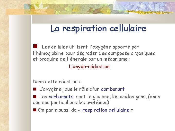 La respiration cellulaire Les cellules utilisent l'oxygène apporté par l'hémoglobine pour dégrader des composés