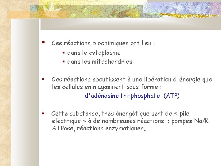 § Ces réactions biochimiques ont lieu : § dans le cytoplasme § dans les