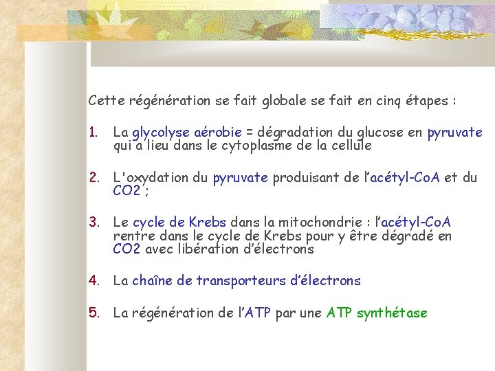 Cette régénération se fait globale se fait en cinq étapes : 1. La glycolyse