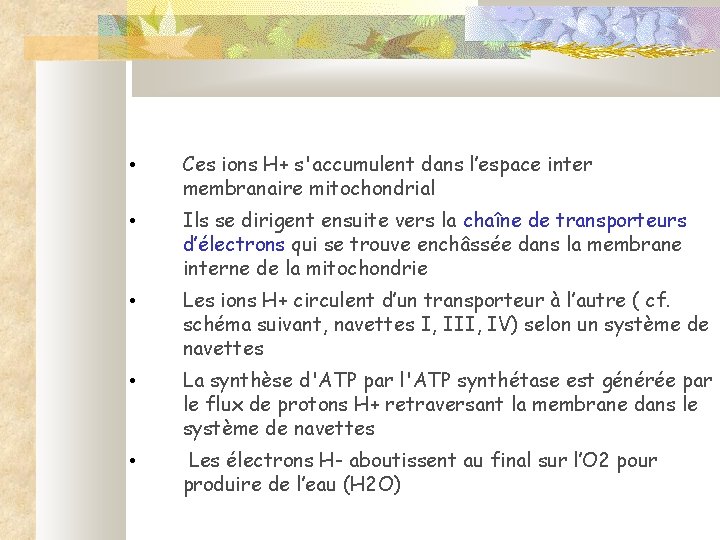  • Ces ions H+ s'accumulent dans l’espace inter membranaire mitochondrial • Ils se