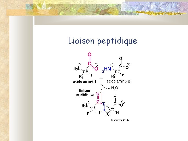 Liaison peptidique 