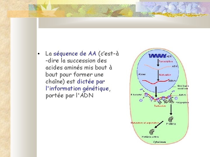  • La séquence de AA (c’est-à -dire la succession des acides aminés mis