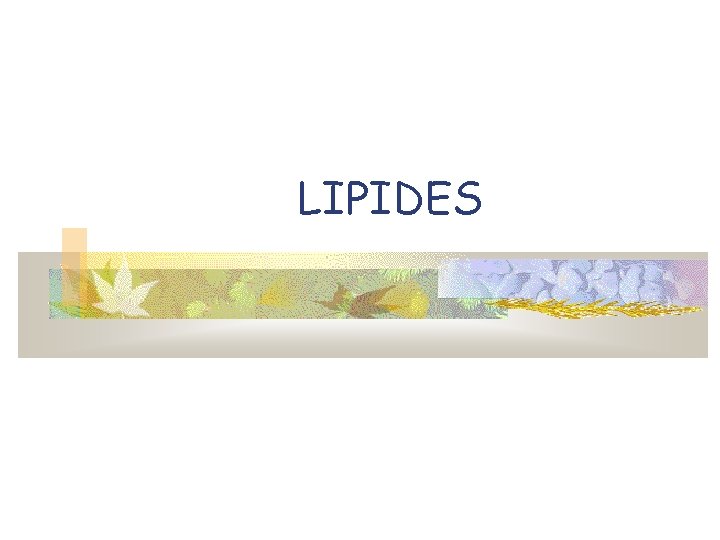 LIPIDES 