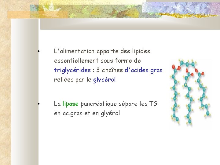  • L'alimentation apporte des lipides essentiellement sous forme de triglycérides : 3 chaînes