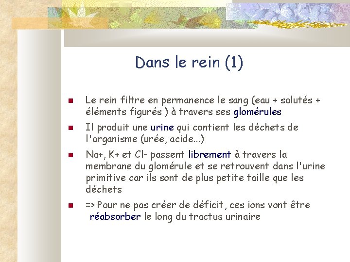 Dans le rein (1) Le rein filtre en permanence le sang (eau + solutés