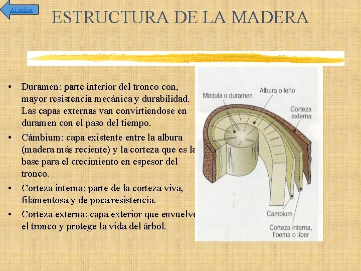 Al índice ESTRUCTURA DE LA MADERA • Duramen: parte interior del tronco con, mayor