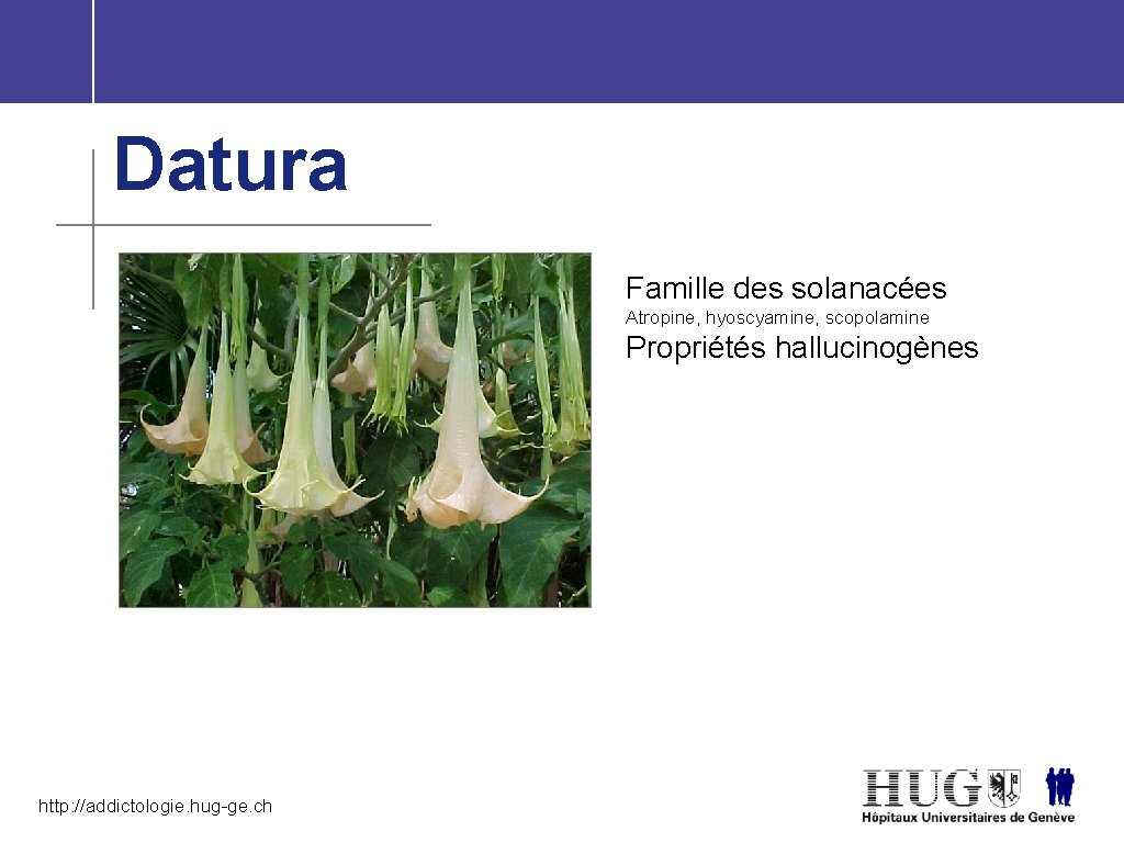 Datura Famille des solanacées Atropine, hyoscyamine, scopolamine Propriétés hallucinogènes http: //addictologie. hug-ge. ch 