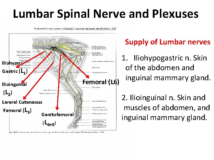 Lumbar Spinal Nerve and Plexuses Supply of Lumbar nerves 1. Iliohypogastric n. Skin of