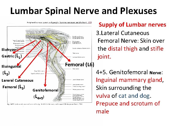 Lumbar Spinal Nerve and Plexuses Supply of Lumbar nerves 3. Lateral Cutaneous Femoral Nerve: