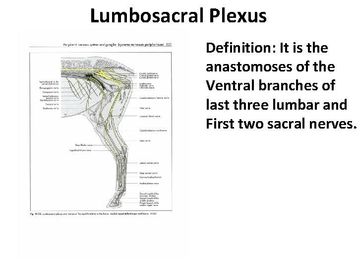 Lumbosacral Plexus Definition: It is the anastomoses of the Ventral branches of last three