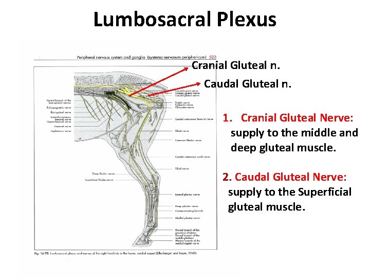 Lumbosacral Plexus Cranial Gluteal n. Caudal Gluteal n. 1. Cranial Gluteal Nerve: supply to