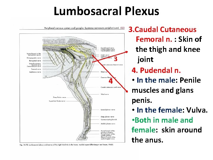 Lumbosacral Plexus 3 4 3. Caudal Cutaneous Femoral n. : Skin of the thigh